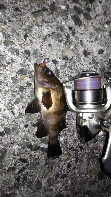 初タコから、メバル